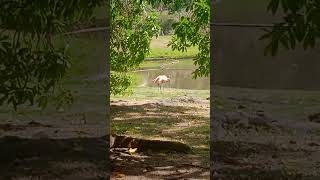 Flamencos rosados en Caracas aves flamencos [upl. by Lovato]