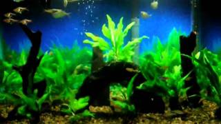 15 Gallon Fish Tank [upl. by Weasner]