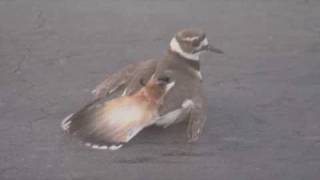 Killdeer  BrokenWing Display Boise Idaho [upl. by Feilak380]