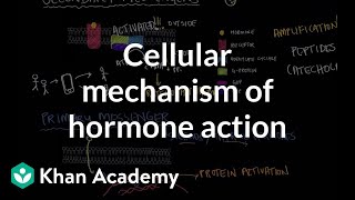 Cellular mechanism of hormone action  Endocrine system physiology  NCLEXRN  Khan Academy [upl. by Ralyat]