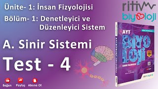 Test  4  İnsanda Sinir Sistemi  Merkezi Sinir Sistemi  Beyin Bölümleri  1 [upl. by Senaj]