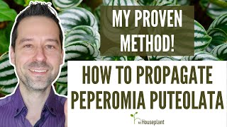 How to Propagate Peperomia Puteolata My Proven Method [upl. by Ynalem]