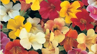 mimulus plant carehow to care and get more flowers in Mimulus plant monkeyflower plant [upl. by Airehc]