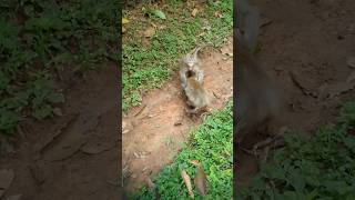 Wildlife monkey in Mohanokor troop monkeyaction monkeybehavior shortsvideo [upl. by Hailed]