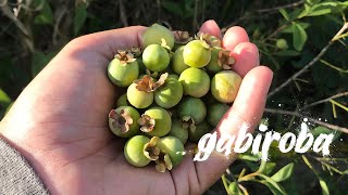 GABIROBA  GUABIROBA DO CERRADO ou Guavira também chamada de Araçácongonha ou Gabiraba [upl. by Olathe]