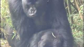 Mountain Gorillas mating Rwanda [upl. by Ingunna]