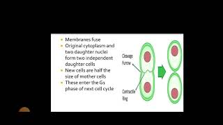 Cell Cycle amp Cell Division  S Suganya Assistant Professor  Department of Biotechnology [upl. by Iand]