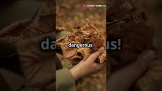 Interesting facts episode 23The worlds most dangerous plants [upl. by Eiggep843]