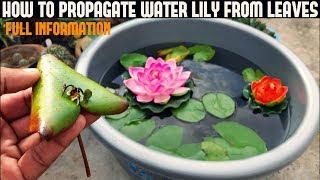 How To Grow Water Lily From Leaf  WITH UPDATES [upl. by Kelbee767]