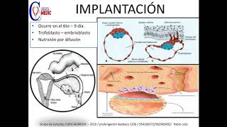 Embriología Segunda semana  implantación resumen [upl. by Enahsal956]