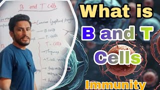 What is B cells ans T Cells  B and T lymphocytes  Immunity [upl. by Alleyne]