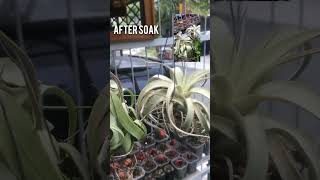 Tillandsia Streptophylla and Xerographica before amp after soak are there any different tillandsia [upl. by Aracahs653]