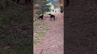 PERFEKTE KÖRPERSPRACHE VON HUNDEN‼️ [upl. by Almap]