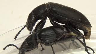 Shameless Darkling Beetles Zophobas morio Tenebrionidae Are Meeting and Mating [upl. by Dinan]