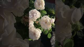 Роза Глэмис Кастл rose Glamis Castle роза rose flowers nature цветы садоваяэстентка [upl. by Lacram102]