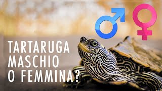 TARTARUGA MASCHIO O FEMMINA Rettili Tartaguida [upl. by Qirat]