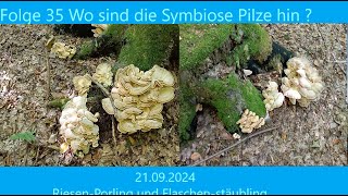 35 Wo sind die Symbiose Pilze Hin 21 09 2024 Riesen Porling und Flaschen Stäubling [upl. by Jobie44]