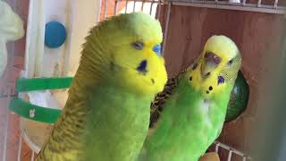 Male BudgieParakeet Courting FemaleOliver And KaleВолнистых попугаев [upl. by Arrais]