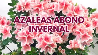 azaleas abono para la floración de primavera CHUYITO JARDINERO [upl. by Lucchesi]