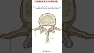 vertebral column anatomy quiz [upl. by Ahseiyt]