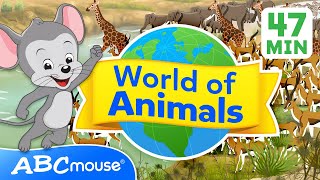 🐾 Explore the World of Animals 🌍  47 Minute Full Episode  Compilation for TV  ABCmouse for Kids [upl. by Gusba358]