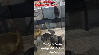 పాము అమ్మకానికి సిద్ధంగా ఉంది మలేషియాలో PET SNAKE is ready for sale in Malaysia malaysia snake [upl. by Mendive]