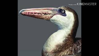 Pelagornis sandersi sounds [upl. by Sadie]