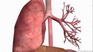 Respiratory System Introduction  Part 2 Bronchial Tree and Lungs  3D Anatomy Tutorial [upl. by Mosley]