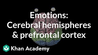 Emotions cerebral hemispheres and prefrontal cortex  MCAT  Khan Academy [upl. by Aldrich]