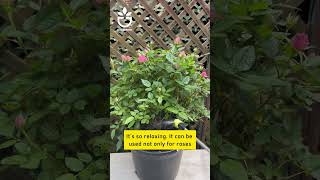 Combatting Rose Diseases Benzopyrazole Fungicide oldgardenshop rose gardentips plants [upl. by Coke]