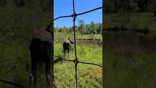 Shubinacadie Wildlife Park  Nova Scotia  Canada [upl. by Chloette156]