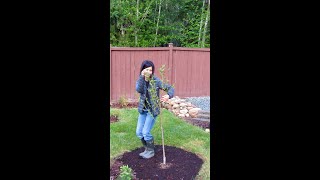 Planting a Nectarine tree [upl. by Gabi]