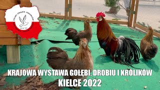 Krajowa Wystawa Gołębi Rasowych Drobiu Rasowego i Królików Kielce 2022 [upl. by Nemrak]