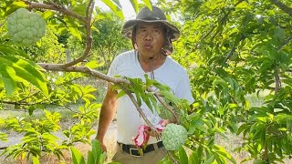 The King Of SugarApple In Florida  Biggest Cherimoya Farm In Homestead  Khmer Tropical Fruits Farm [upl. by Eneres979]