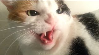 Hissing cat  Abby  Catvideos viralcat cat cattv cattitude calico trending hissingcat [upl. by Gregorio278]