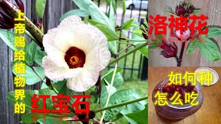 洛神花上帝赐给植物界的红宝石 如何种？怎么吃 [upl. by Eidahs221]