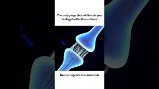 How Neurotransmission amp brain 🧠 signals work  3D animation shorts youtubeshorts animation [upl. by Tnomal]