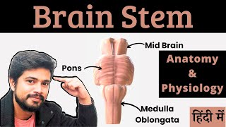 Brain Stem Mid Brain Pons Medulla Oblongata Anatomy and Physiology in Hindi [upl. by Aseral]