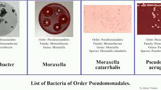 List of Bacteria of Order Pseudomonadales pseudomonas tomato aeruginosa syringae fluorescens [upl. by Pomfret733]