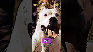 Dogo argentino e presa canário dois monstros que cancfelam CPF [upl. by Siravaj]