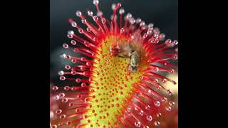 DROSERA SPATULATA COMIENDO  TIMELAPSE [upl. by Boy]