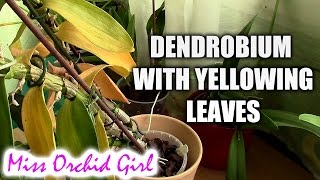 Yellowing leaves on Dendrobium Nobile orchid [upl. by Anovahs619]