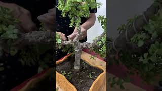 🌱 Jade Plant Bonsai Makeover  PART 2 ✨ jade bonsai shorts [upl. by Arabel]