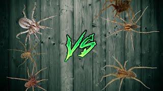 eratigena agrestis vs tegenaria domestica vs agelena labyrinthica [upl. by Grindlay313]