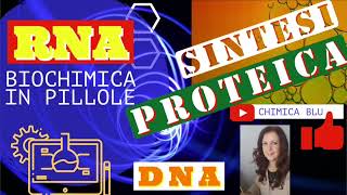 SINTESI PROTEICA quanta energia in GPT spende una cellula per la sintesi di una proteina [upl. by Adiazteb329]