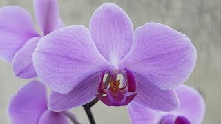 Orchideen Pflege 2  Phaleanopsis umtopfen [upl. by Ettenrahs205]