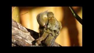 6 day old pygmy marmoset twin Apenheul [upl. by Aerbas]