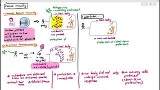 1110 Passive Immunity Cambridge AS A Level Biology 9700 [upl. by Marino]