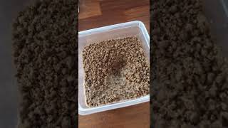 Bakken Met Opa Deel 4 Speculaas [upl. by Kaden]