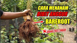 CARA PENANGANAN BIBIT BAREROOT PASTI TUMBUH [upl. by Curry479]